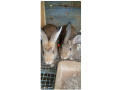 rabbit-for-sale-small-2