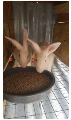 rabbit-for-sale-big-1