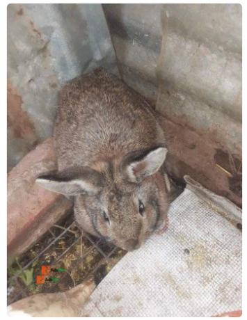 rabbit-for-sale-big-3