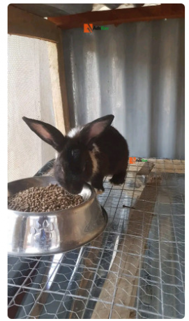 rabbit-for-sale-big-0