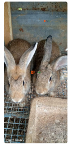 rabbit-for-sale-big-2