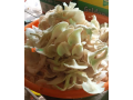 edible-mushroom-small-4