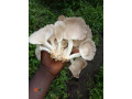 edible-mushroom-small-2