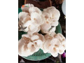 edible-mushroom-small-0