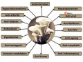 edible-mushroom-small-1