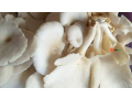 edible-mushroom-small-3