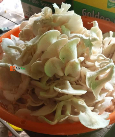 edible-mushroom-big-4