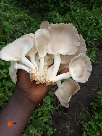 edible-mushroom-big-2