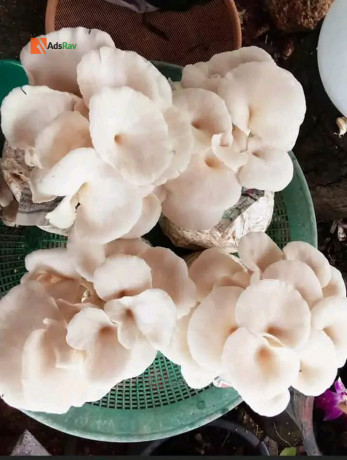 edible-mushroom-big-0
