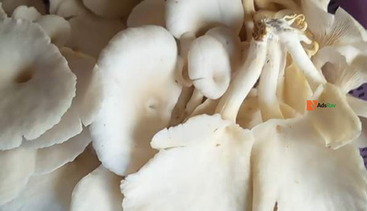 edible-mushroom-big-3