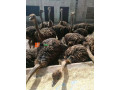ostrich-bird-for-sale-small-1