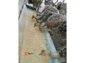 ostrich-bird-for-sale-small-0