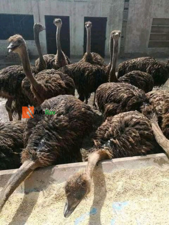 ostrich-bird-for-sale-big-1