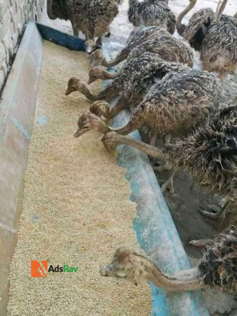 ostrich-bird-for-sale-big-0