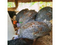 guinea-fowl-for-sale-small-1