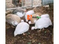 guinea-fowl-for-sale-small-0