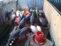 guinea-fowl-for-sale-small-2