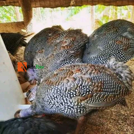 guinea-fowl-for-sale-big-1