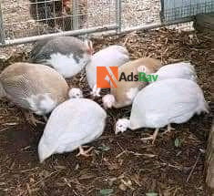 guinea-fowl-for-sale-big-0