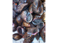 snails-for-sale-small-0