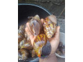 snails-for-sale-small-1