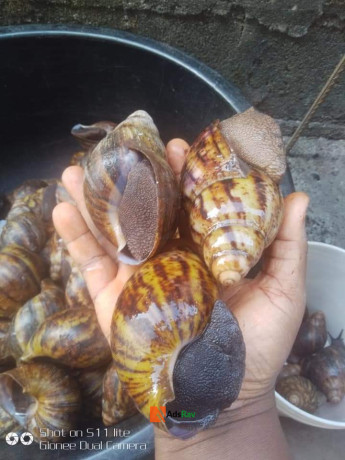 snails-for-sale-big-1