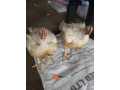 chicken-for-sale-small-1