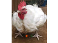 chicken-for-sale-small-0