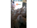 chicken-for-sale-small-3