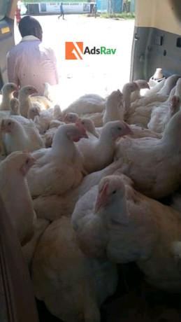 chicken-for-sale-big-3