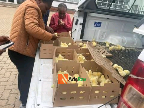 chicken-for-sale-big-2