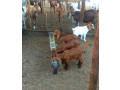 goat-breeds-farming-small-3