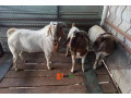 goat-breeds-farming-small-4