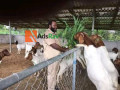 goat-breeds-farming-small-0