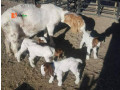 goat-breeds-farming-small-1