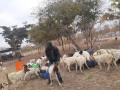 goat-breeds-farming-small-2