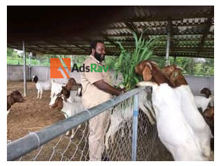 Goat breeds farming