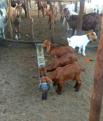 goat-breeds-farming-big-3