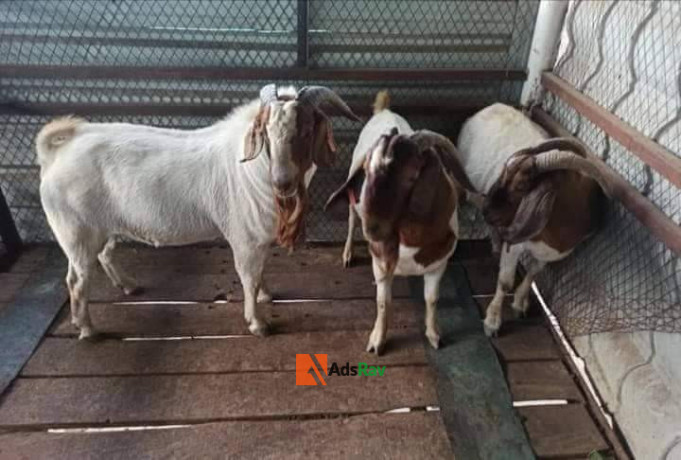 goat-breeds-farming-big-4