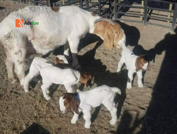 goat-breeds-farming-big-1