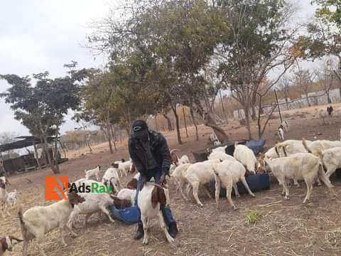 goat-breeds-farming-big-2