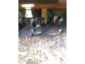 guinea-fowl-chicken-small-3