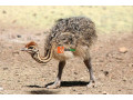 ostrich-for-sale-small-0