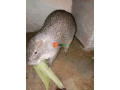 grass-cutter-for-sale-small-0