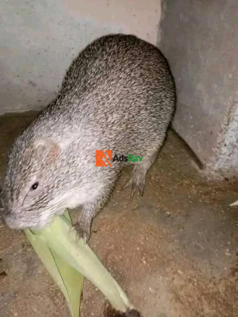 grass-cutter-for-sale-big-0
