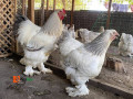 rent-my-matured-hybrid-brahma-chicken-is-available-now-to-sell-small-1