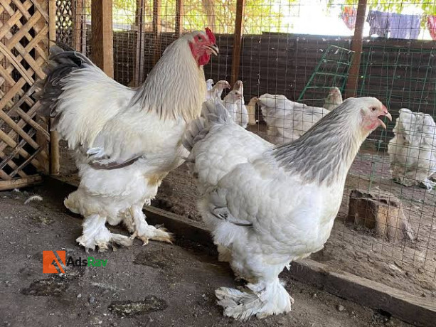 rent-my-matured-hybrid-brahma-chicken-is-available-now-to-sell-big-1