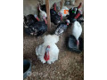 turkey-for-sale-small-0