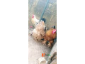 brahma-chicken-available-for-sale-small-0