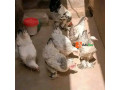 brahma-chicken-available-for-sale-small-1